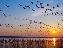 Opplev den fantastiske naturen og det rike fuglelivet i det UNESCO-listede vadehavsområdet!