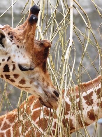The zoo in Schwerin is an idyllic nature and animal park for the whole family.