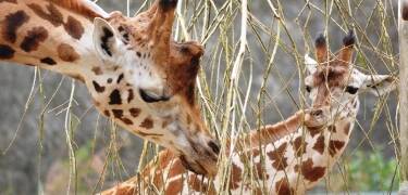 Den zoologiske hagen i Schwerin er en idyllisk natur- og dyrepark for hele familien.
