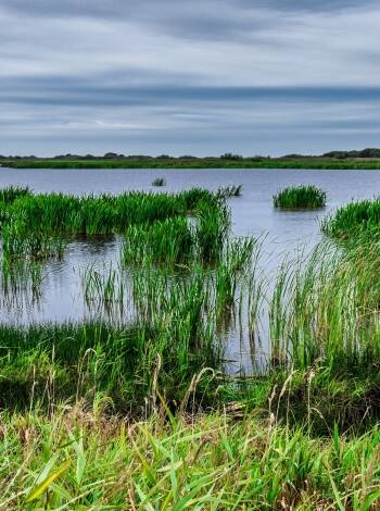 Skjern Enge is a large protected nature area with rich wildlife where you can have a walk or go on bicycle trips.