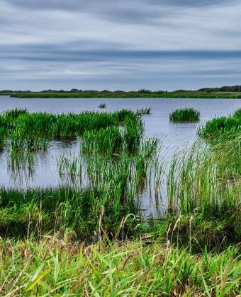 Skjern Enge ist ein großes Naturschutzgebiet mit einer vielfältigen Tierwelt, das sich ideal für Spaziergänge oder Radtouren eignet.