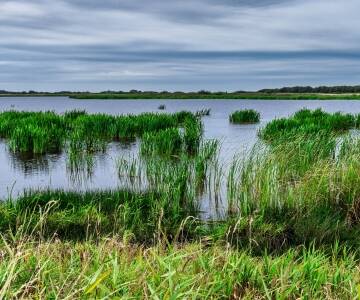 Skjern Enge ist ein großes Naturschutzgebiet mit einer vielfältigen Tierwelt, das sich ideal für Spaziergänge oder Radtouren eignet.