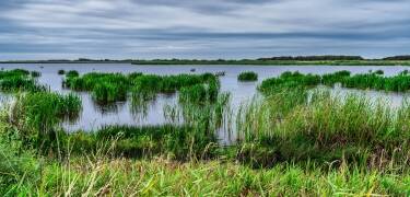 Skjern Enge ist ein großes Naturschutzgebiet mit einer vielfältigen Tierwelt, das sich ideal für Spaziergänge oder Radtouren eignet.