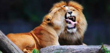 Besuchen Sie die Löwen, Orang-Utans und Eisbären, die in einer der besten Anlagen der Welt leben.