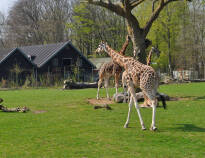 There is a lot to see and do here. If you like animals make sure you visit Aalborg Zoo.