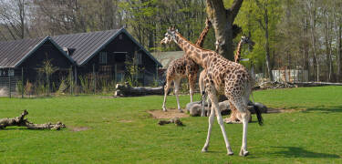 Aalborg emmer af kultur i alle mulige afskygninger. Bare 3 km. fra hotellet ligger f.eks. det imponerende Utzon Center.