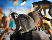 Should it rain, the 4-storey indoor zoo, Tropikariet in Helsingborg, is ready to save the day.
