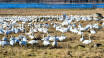 Omkring marts og april samles der op til 4.000 svaner ved Tysslingesøen, og det er intet mindre end imponerende.