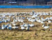 I mars och april samlas uppemot 4000 svanar vid Tysslingesjön och det är en imponerande syn!