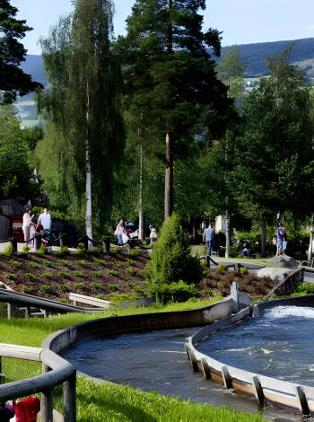 Hunderfossen Familjepark ligger precis intill hotellet och erbjuder roliga upplevelser för både stora och små.