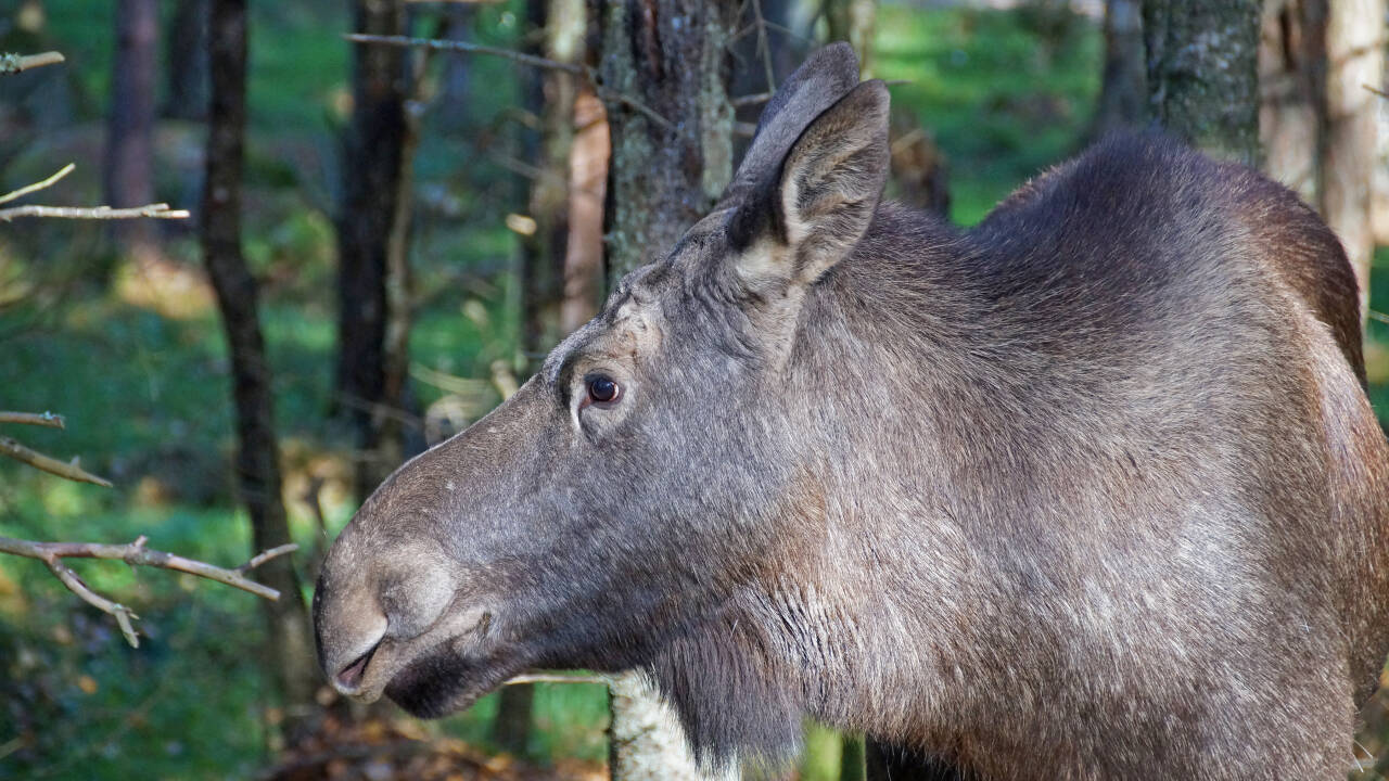 Oplev skovens konger og amerikanske bisonokser på tæt hold, under i herlig elgsafari i Smålandet.