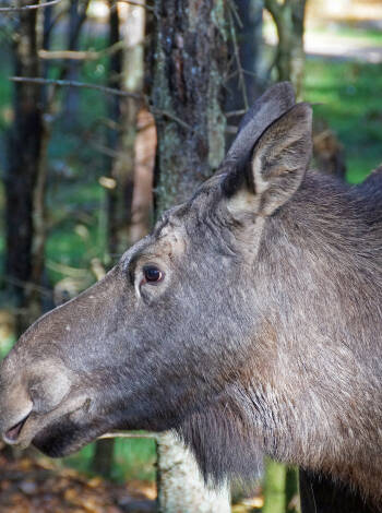 Erleben Sie die Könige des Waldes und die amerikanischen Bisonochsen während einer herrlichen Elchsafarie in Småland aus nächster Nähe.