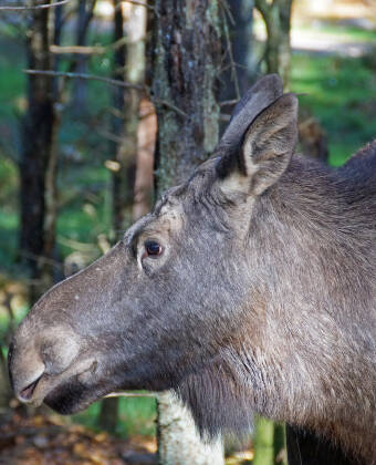 Upplev skogens konung och amerikanska bisonoxar på nära håll under en älgsafari i Smålandet.