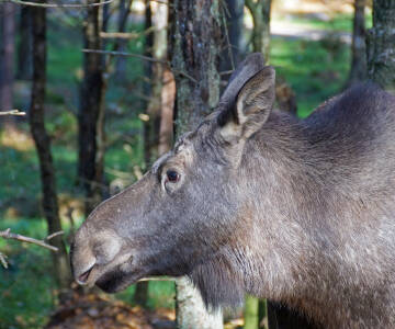 Upplev skogens konung och amerikanska bisonoxar på nära håll under en älgsafari i Smålandet.