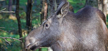 Upplev skogens konung och amerikanska bisonoxar på nära håll under en älgsafari i Smålandet.
