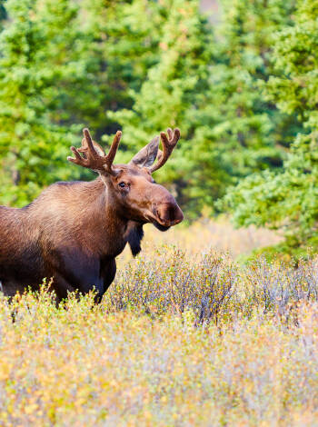 Elgtun at Landskogen is only 20 minutes from the hotel. Here you can get up close and personal with the big moose.