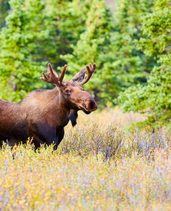 Elgtun ved Landskogen er kun 20 minutter fra hotellet. Her kan I komme helt tæt på de store elgdyr.