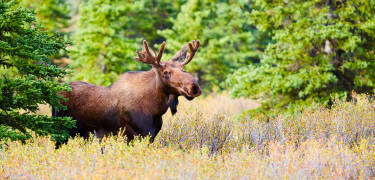 Elgtun at Landskogen is only 20 minutes from the hotel. Here you can get up close and personal with the big moose.