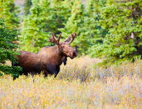 Elgtun at Landskogen is only 20 minutes from the hotel. Here you can get up close and personal with the big moose.