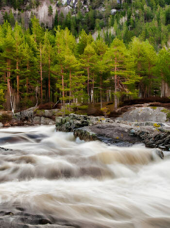 Utforska Koppsåna, en av många bäckar i Åmli.
