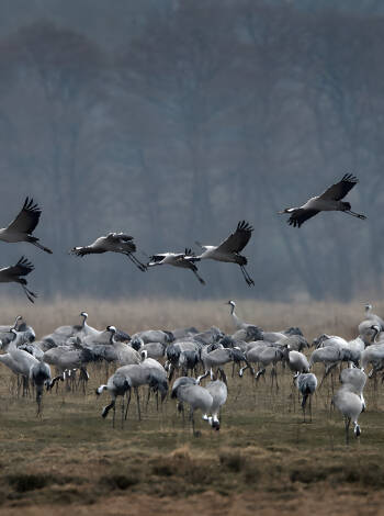 Machen Sie einen Ausflug ins Naturreservat Vattenriek, um Tausende von Kranichen zu sehen, die hier Rast machen.