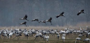 Machen Sie einen Ausflug ins Naturreservat Vattenriek, um Tausende von Kranichen zu sehen, die hier Rast machen.