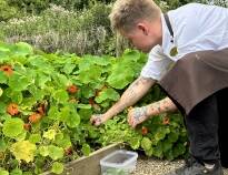 Utforska den 10,000 m² stora köksträdgården och upptäck ingredienserna till din kvällsmåltid.