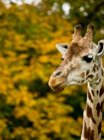Du kan også besøke dyrene i Knuthenborg Safaripark, kort vei fra The Cottage.