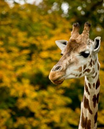 Du kan også besøke dyrene i Knuthenborg Safaripark, kort vei fra The Cottage.