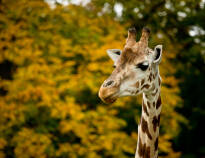 You can also visit the animals at Knuthenborg Safari Park, a short distance from The Cottage.