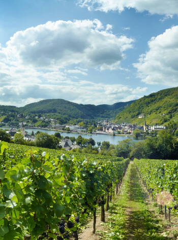 This hotel is beautifully set among vineyards in the small idyllic wine village of Alf, a few hundred metres from the Moselle River.