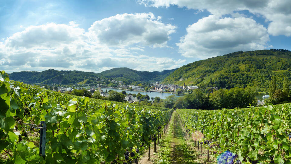 Dieses Hotel liegt sehr schön zwischen Weinbergen im kleinen idyllischen Weinort Alf.