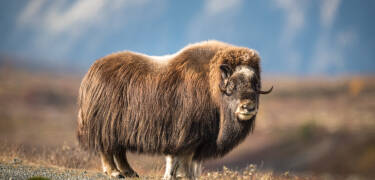 Learn about Sami culture in Funäsdalen's Lopme Laante theme park or go on a tour to see musk ox near Tännäs.