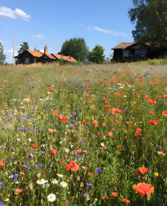 Sommaren i Tällberg bjuder på vacker natur, fina vandrings- och cykelleder, båtutflykter på Siljan och mycket mer.