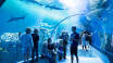 Besök Nordeuropas största akvarium, Den Blå Planet, som ligger bara några få kilometer från hotellet