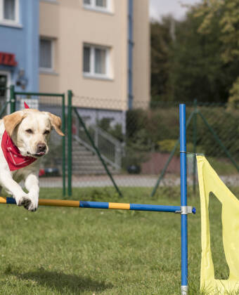 Im Hotel sind auch Hunde herzlich willkommen.