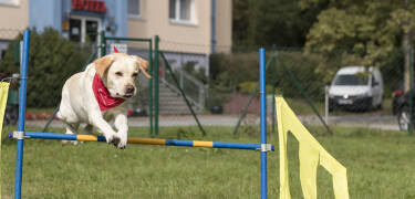 Hunde er også velkomne på hotellet.