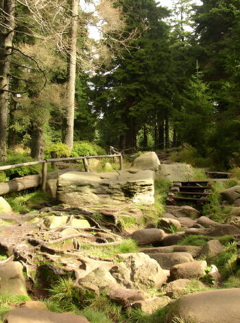 Harz Nationalpark är perfekt för vandring, speciellt om ni vill njuta av den underbara naturen.
