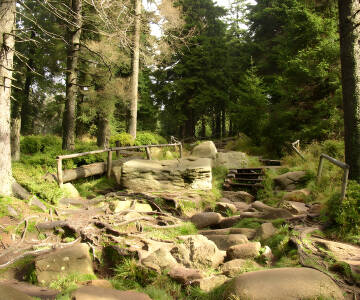 National Park Harz er det perfekte sted at vandre, hvor I samtidig kan nyde den smukke natur.