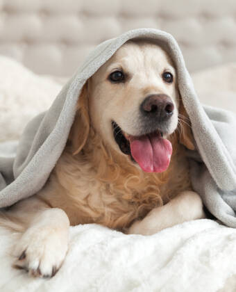 Das Hotel ist hundefreundlich und Ihre vierbeinigen Familienmitglieder sind herzlich willkommen.