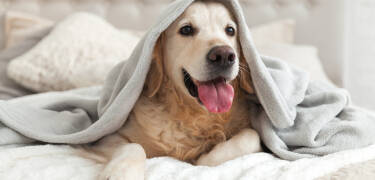The hotel is dog-friendly and your four-legged family members are very welcome.