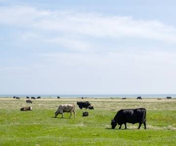 Landskabet på Öland er specielt, da det er en kalkstenø. Den sydlige del af øen gemmer på vild natur.