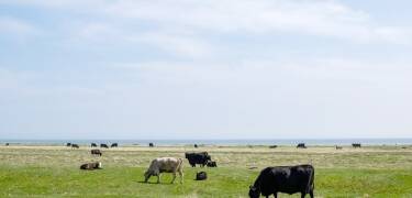 Naturen på Öland är spesiell.