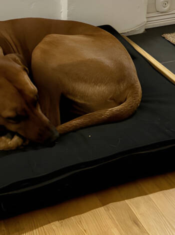 Ta gärna med hund eller ledarhund till detta välkomnande, husdjursvänliga boende.