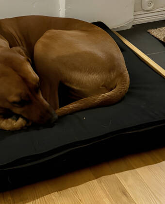 Bring along dogs or service animals to this welcoming pet-friendly stay.