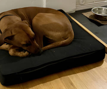 Hunde und Assistenztiere sind in dieser tierfreundlichen Unterkunft herzlich willkommen.