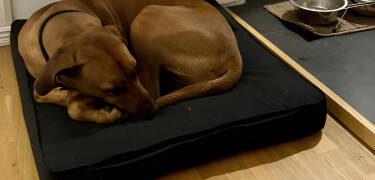 Tag hund eller servicehund med til dette imødekommende og kæledyrsvenlige ophold.