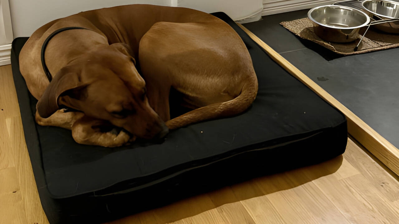 Ta gärna med hund eller ledarhund till detta välkomnande, husdjursvänliga boende.