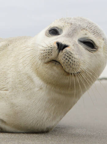 Take a nice day trip to Fanoe and see seals, island culture and enjoy the tranquility.