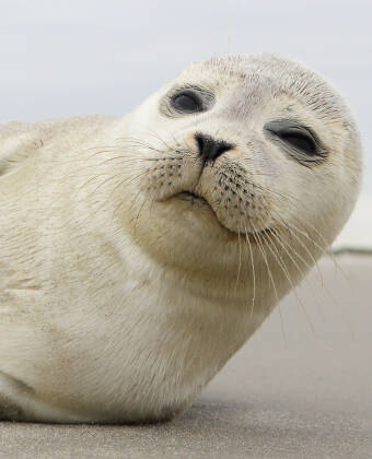 Take a nice day trip to Fanoe and see seals, island culture and enjoy the tranquility.